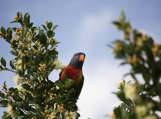 Talkative Parrots for Sale Intelligent and Affectionate Companions