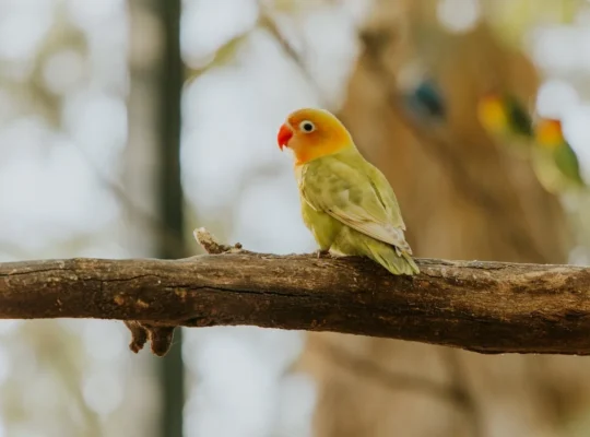 Talkative Parrots for Sale Intelligent and Affectionate Companions