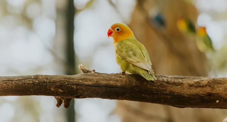 Talkative Parrots for Sale Intelligent and Affectionate Companions