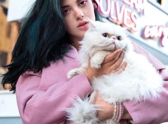 Persian Kittens Available Luxurious Coats and Sweet Personalities