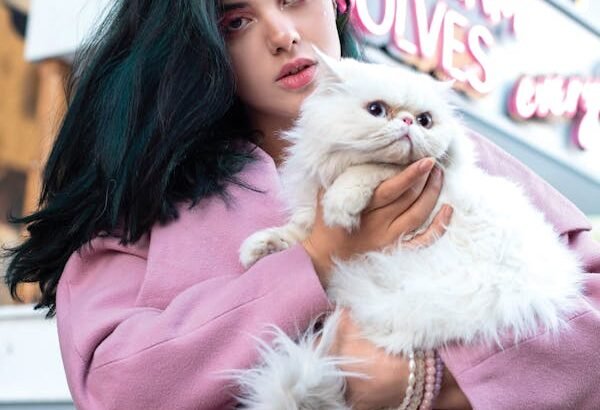 Persian Kittens Available Luxurious Coats and Sweet Personalities