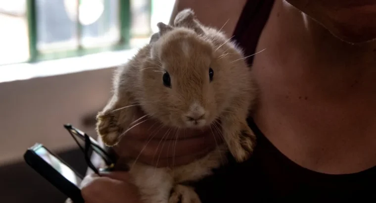 Lop Rabbits for Sale Gentle and Cuddly Companions for All Ages