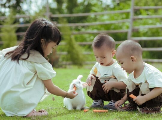 Lop Rabbits for Sale Gentle and Cuddly Companions for All Ages