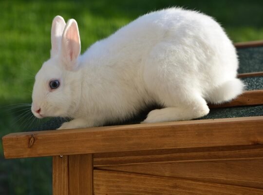 Siamese Kittens for Sale Intelligent and Loving Companions