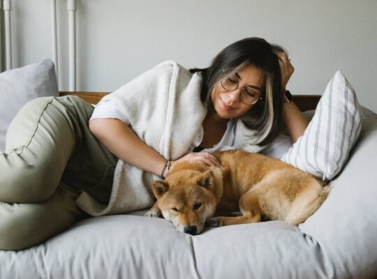 Lovable Retriever Puppies for Sale Perfect Family Companions with Playful and Loyal Nature