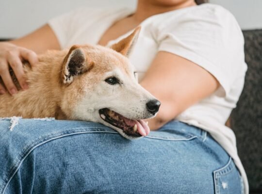 Lovable Retriever Puppies for Sale Perfect Family Companions with Playful and Loyal Nature