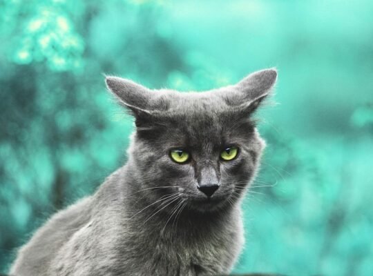 Siamese Kittens for Sale Intelligent and Loving Companions