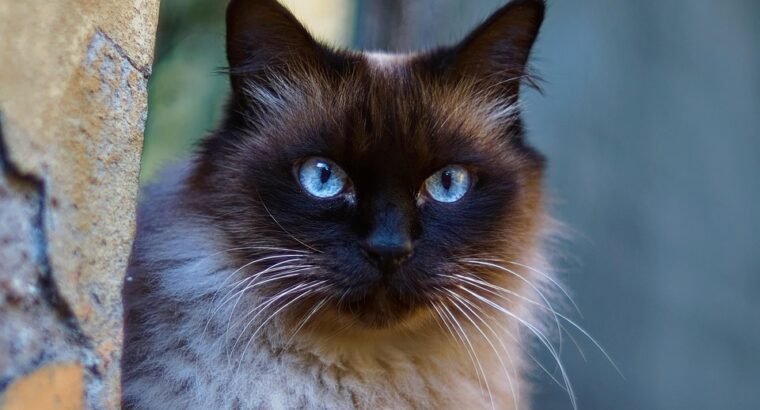 BlueTang Fish for Sale Vibrant Colors Swimmers for Your Pond or Aquarium